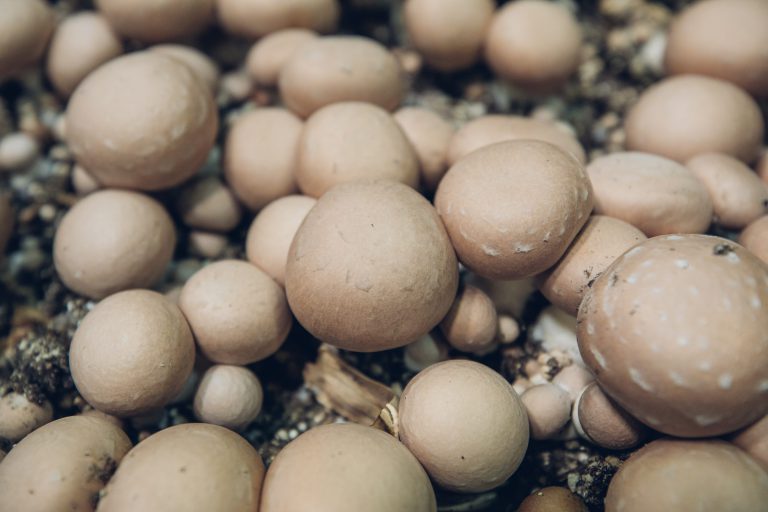 Champignon De Paris Brun (Renaud Et Fils) France -3kg